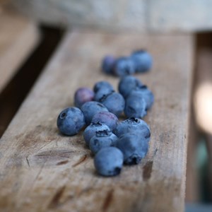 Myrtille ozarkblue, myrtillier - pot de 3l