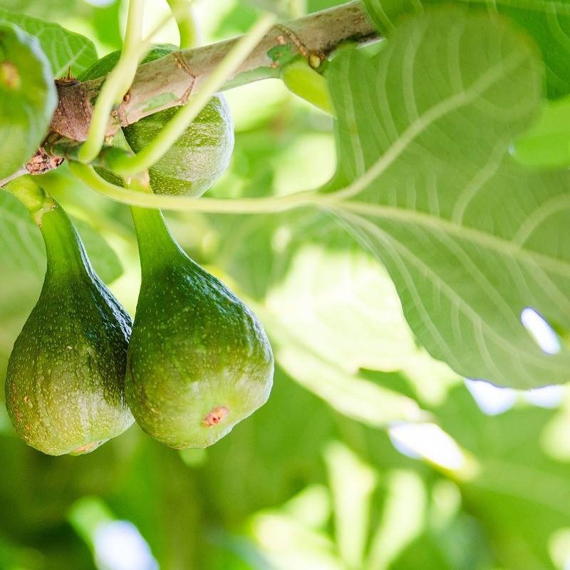 Plantes Avenue - Figuier gustissimo® morena, ficus carica - pot de 3l