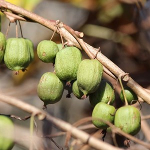 Kiwi de sibérie arguta kokuwa (autofertile) - pot de 3l