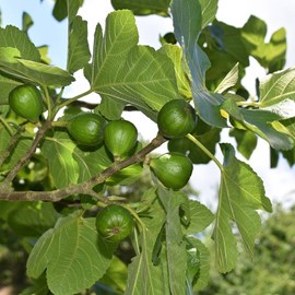 Figuier col de dame blanche, ficus carica - pot de 3l