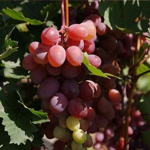 Vigne vinifera crimson seedles - pot de 3l