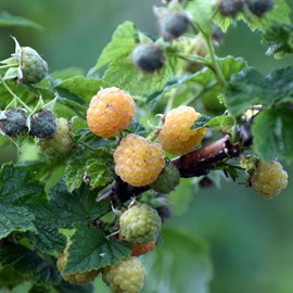 Framboisier promyk - pot de 5l