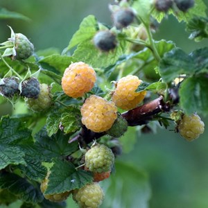 Framboisier promyk - pot de 5l