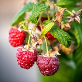 Framboisier autumn happy® - pot de 3l