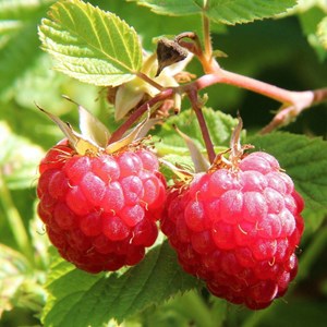 Framboisier bohème - pot de 3l