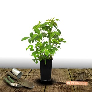 Framboisier bohème - pot de 3l