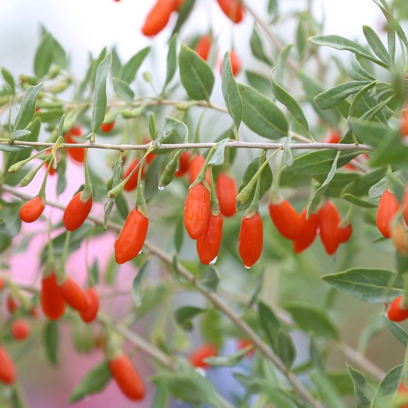 Baie de goji sweet success® - pot de 3l