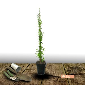 Baie de goji sweet success® - pot de 3l