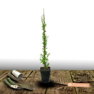 Baie de goji sweet success® - pot de 3l