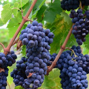 Vigne fraise isabella, vigne de table - pot de 0.5l