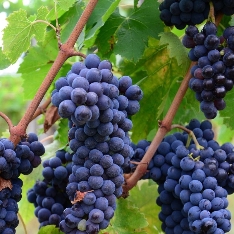 Vigne fraise isabella, vigne de table - pot de 1.5l