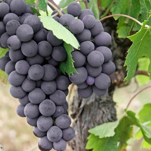 Vigne fraise isabella - pot de 1.5l