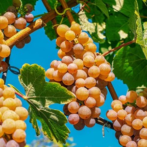 Vigne fraise noah - pot de 1.5l