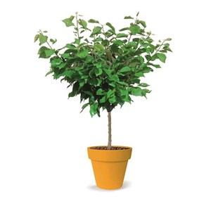 Abricotier nain petit' abri® - nains de jardin® - pot de l