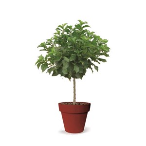 Cerisier nain chérie cherry - nains de jardins® - pot de l