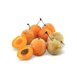 Prunier nain prunélla - nains de jardins® - pot de l