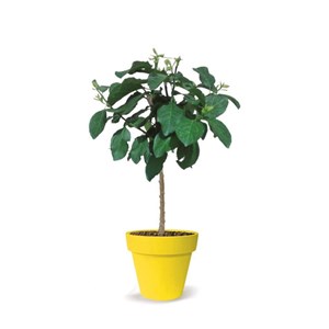 Prunier nain prunélla - nains de jardins® - pot de l