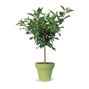Pommier nain pom' pousse - nains de jardins® - pot de l
