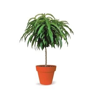 Pêcher nain pêche de poche - nains de jardins® - pot de l