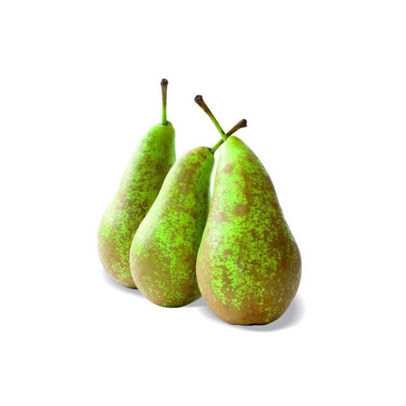 Poirier nain pearlite - nains de jardins® - pot de l