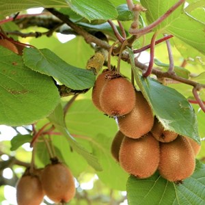 Kiwi deliciosa 'herma' (autofertile) - pot de 0.5l