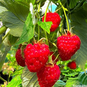Framboisier frambélise® - pot de 3l