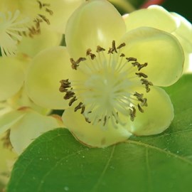 Kiwi chinensis tomuri (mâle) - pot de 3l