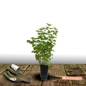 Groseillier à grappes jonkeer van tets - pot de 5l