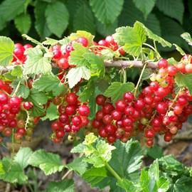 Groseillier à grappes jonkeer van tets - pot de 3l