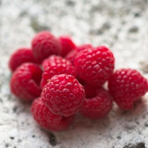 Framboisier zeva - pot de 3l