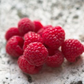 Framboisier zeva - pot de 5l