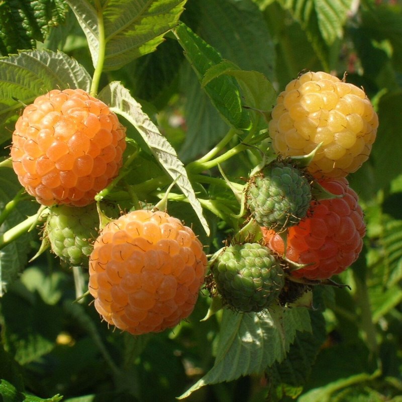 Framboisier fall gold - pot de 5l