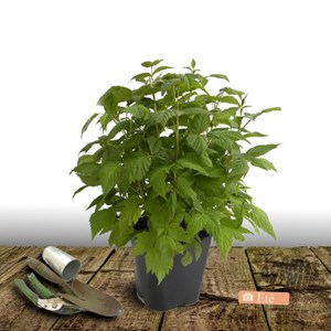 Framboisier fall gold - pot de 5l