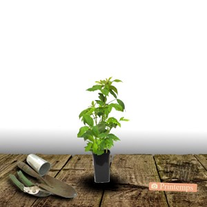 Framboisier fall gold - pot de 1.5l