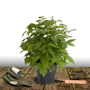 Framboisier heritage - pot de 5l