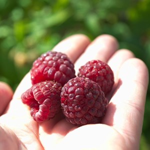 Framboisier heritage - pot de 2l