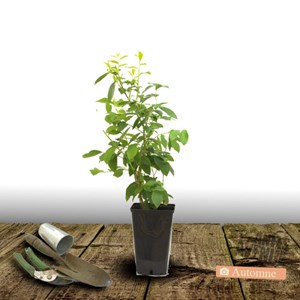 Myrtille blue crop, myrtillier - pot de 3l