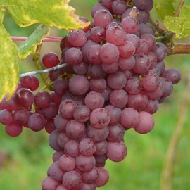 Vigne vinifera chasselas rosé - pot de 3l