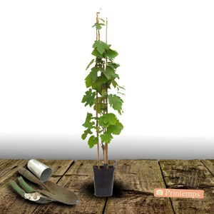 Vigne chasselas rosé, vigne de table - pot de 3l
