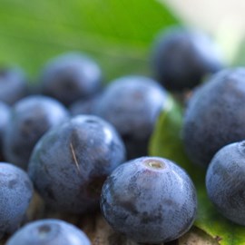 Myrtille paty - pot de 0.5l