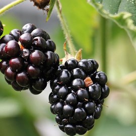 Mûre black satin - pot de 1.5l