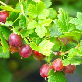 Groseillier à maquereaux worcesterberry - pot de 3l