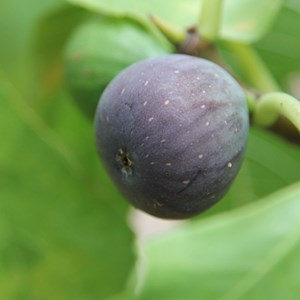 Figuier noir de caromb - pot de 0.5l