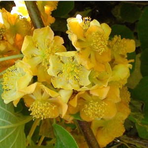 Kiwi chinensis tomuri (mâle) - pot de 0.5l