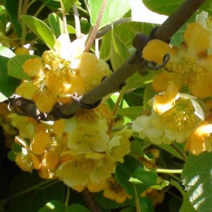 Kiwi chinensis tomuri (mâle) - pot de 1.5l