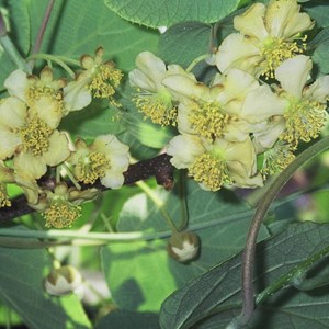 Kiwi chinensis tomuri (mâle) - pot de 1.5l