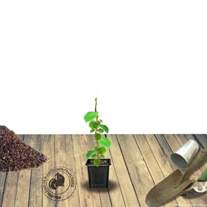 Kiwi chinensis tomuri (mâle) - pot de 1.5l