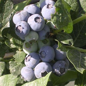 Myrtille duke - pot de 0.5l