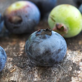 Myrtille blue jay - pot de 5l