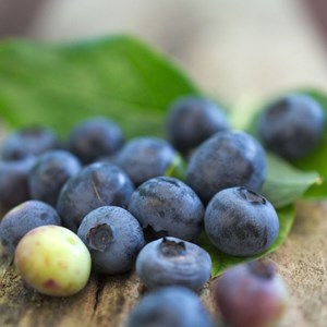 Myrtille blue jay - pot de 5l